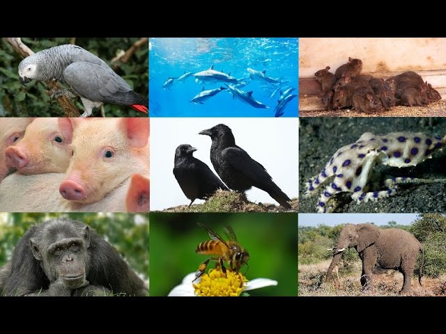 10 Most Intelligent Animals
